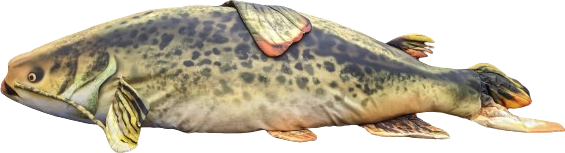 fish